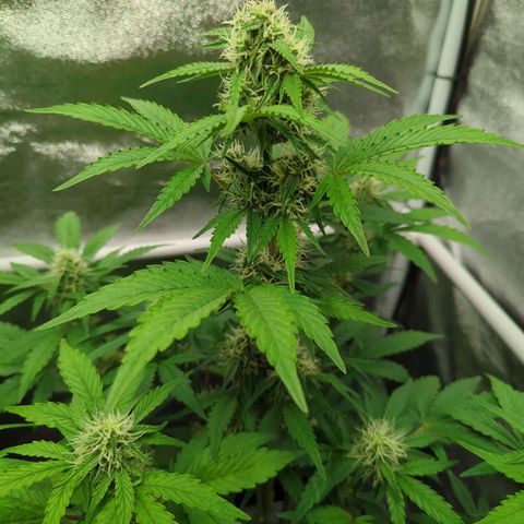 Corkscrew growlog timeline photo