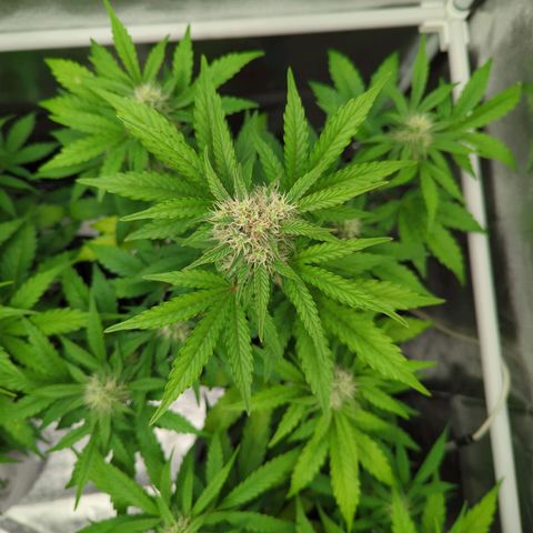 Corkscrew growlog timeline photo