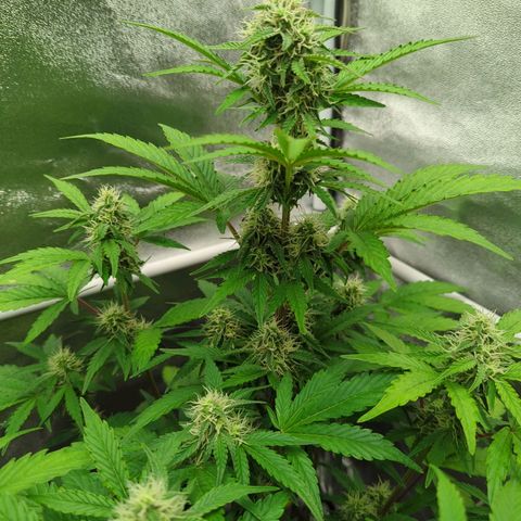 Corkscrew growlog timeline photo