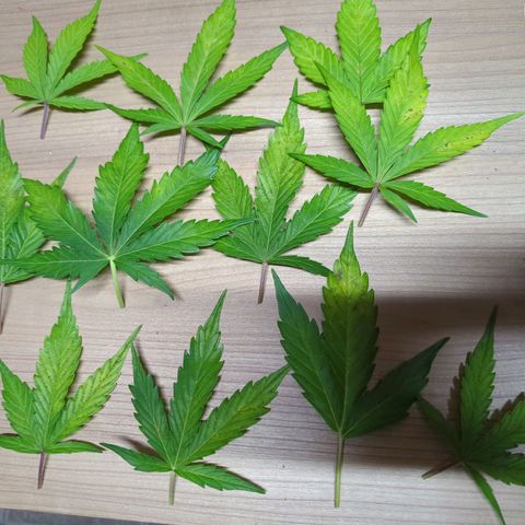 Corkscrew growlog photo: Ergebnis der Entlaubung heute. Morgen kommt CalMag. Wird beim nächsten Mal dazu gegeben und mehr Blütedünger. Könnte auch Phosphormangel sein.