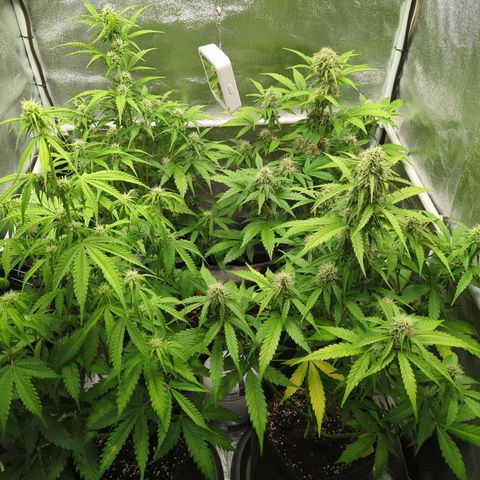 Corkscrew growlog timeline photo