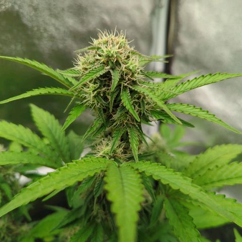 Corkscrew growlog timeline photo