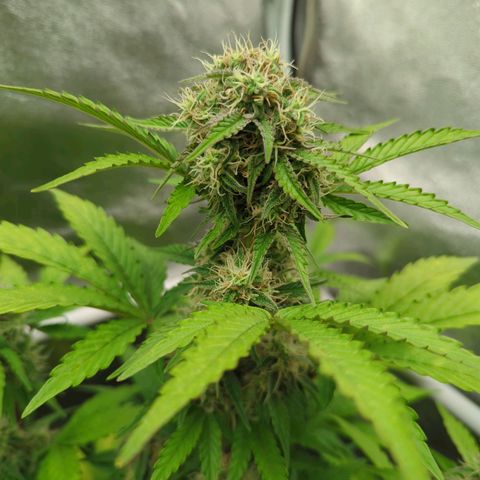 Corkscrew growlog timeline photo