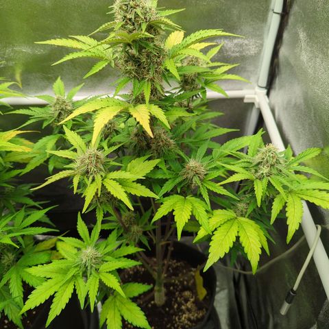Corkscrew growlog timeline photo