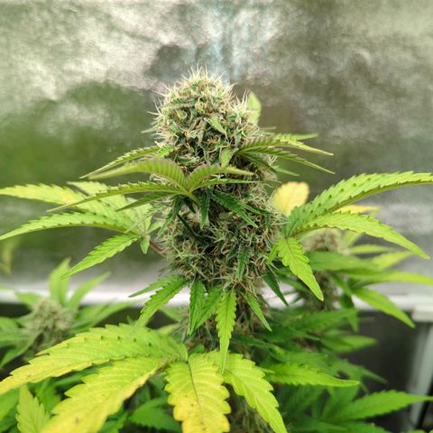 Corkscrew growlog timeline photo
