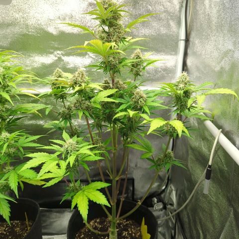 Corkscrew growlog timeline photo