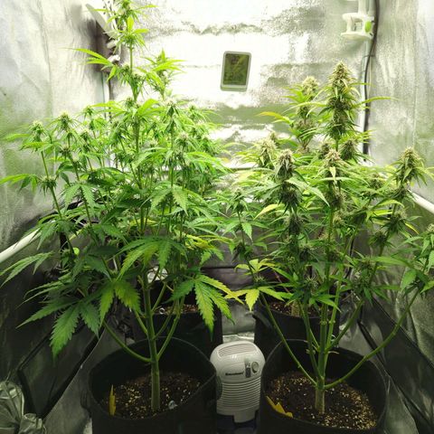 Corkscrew growlog timeline photo