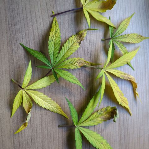 Corkscrew growlog photo: Weitere gelbe, teils abgestorbene Blätter entfernt.