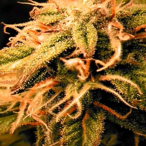 Corkscrew growlog photo: Noch nicht reif für die Ernte. 1-2 Wochen ca.