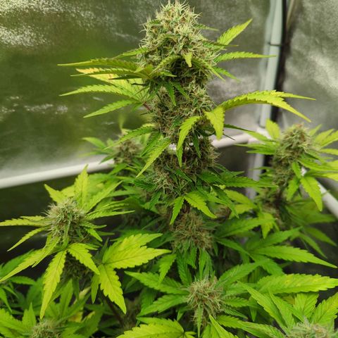 Corkscrew growlog timeline photo