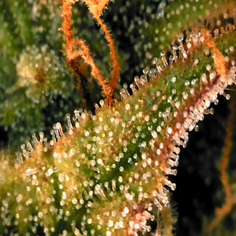 Corkscrew growlog timeline photo