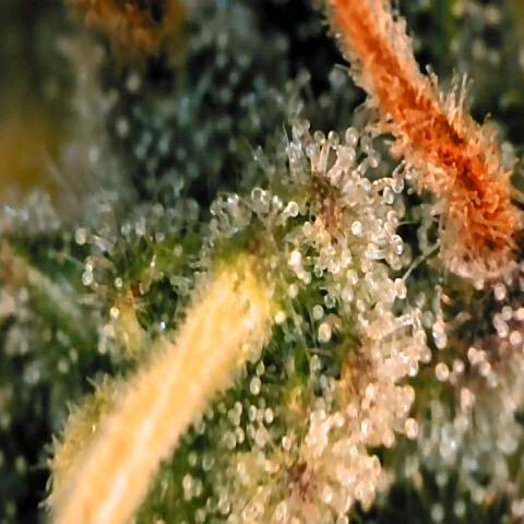 Corkscrew growlog timeline photo