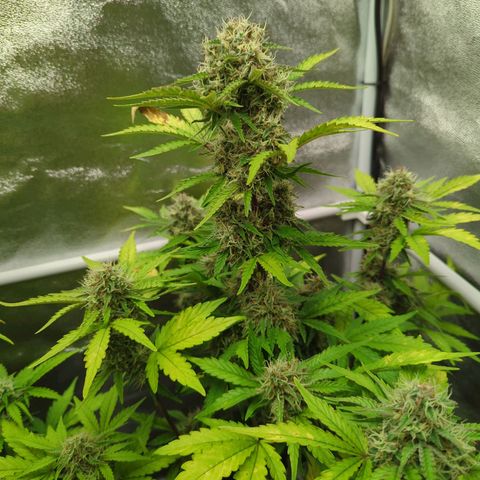 Corkscrew growlog timeline photo