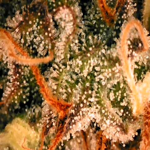 Corkscrew growlog timeline photo