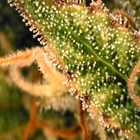 Corkscrew growlog timeline photo