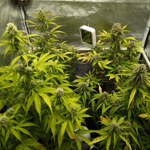 Corkscrew growlog timeline photo