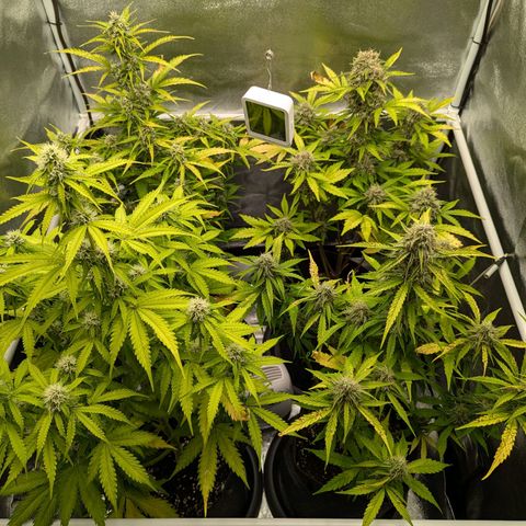 Corkscrew growlog timeline photo