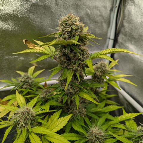 Corkscrew growlog timeline photo
