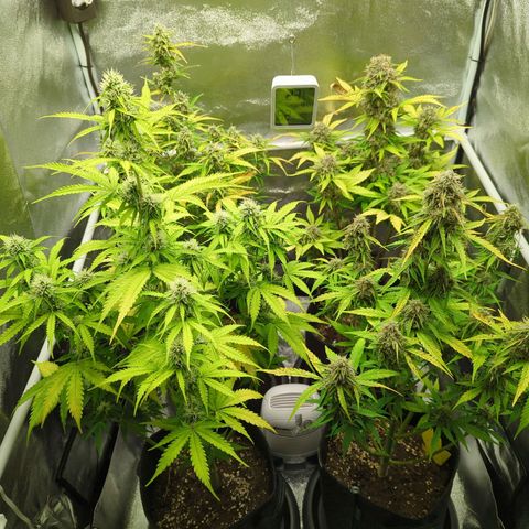 Corkscrew growlog timeline photo