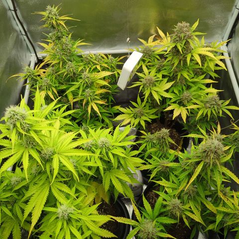 Corkscrew growlog timeline photo
