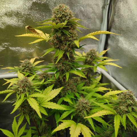 Corkscrew growlog timeline photo