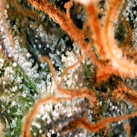 Corkscrew growlog timeline photo