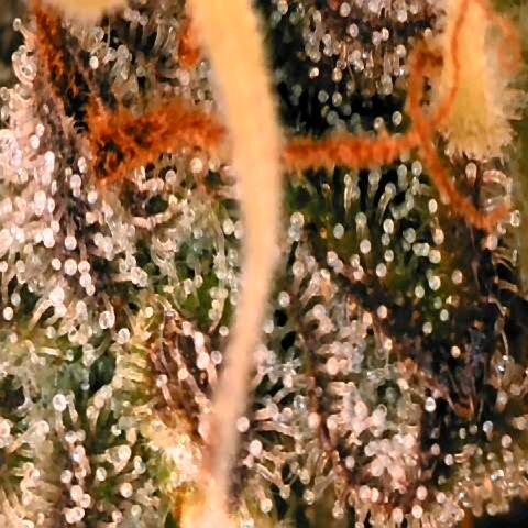 Corkscrew growlog timeline photo