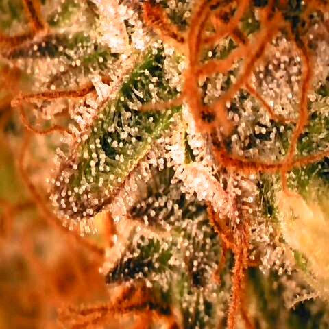 Corkscrew growlog timeline photo