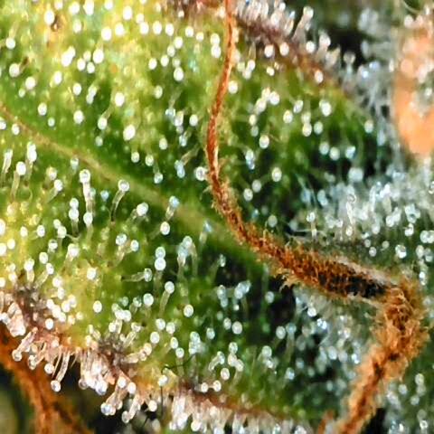 Corkscrew growlog timeline photo
