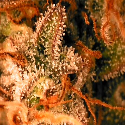 Corkscrew growlog timeline photo