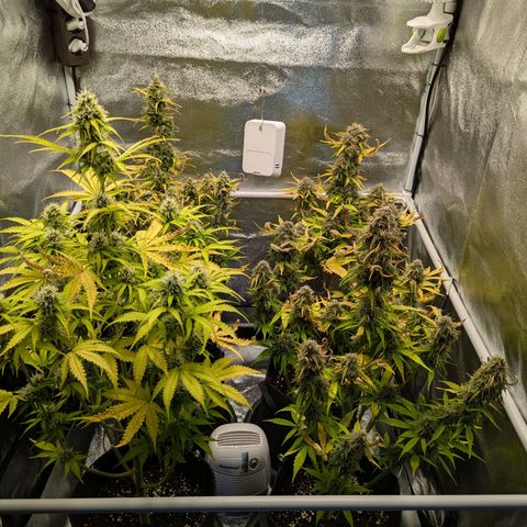 Corkscrew growlog photo: Blätter sterben weiterhin ab. Beleuchtung auf 70% zurück gedreht. 1 Woche müssen sie mindestens noch durchhalten. Nächstes Mal mit Osmosewasser gießen.
