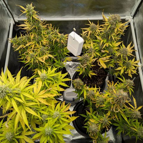 Corkscrew growlog photo: Blätter sterben weiterhin ab. Beleuchtung auf 70% zurück gedreht. 1 Woche müssen sie mindestens noch durchhalten. Nächstes Mal mit Osmosewasser gießen.
