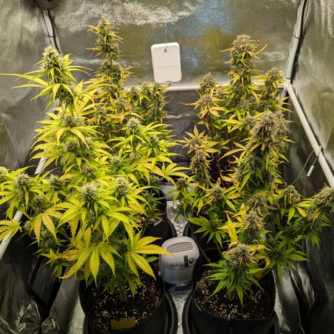 Corkscrew growlog photo: Blätter sterben weiterhin ab. Beleuchtung auf 70% zurück gedreht. 1 Woche müssen sie mindestens noch durchhalten. Nächstes Mal mit Osmosewasser gießen.