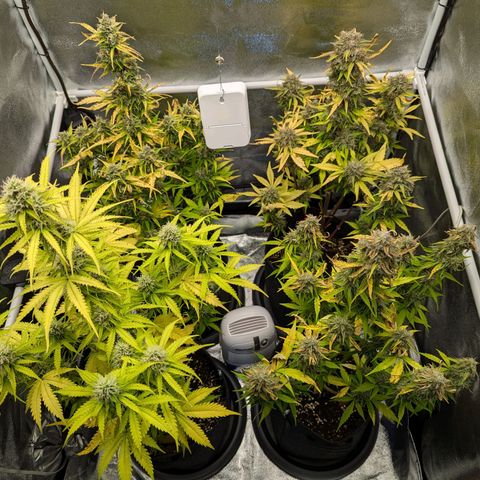 Corkscrew growlog photo: Blätter sterben weiterhin ab. Beleuchtung auf 70% zurück gedreht. 1 Woche müssen sie mindestens noch durchhalten. Nächstes Mal mit Osmosewasser gießen.