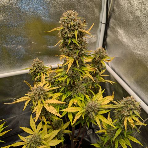 Corkscrew growlog timeline photo