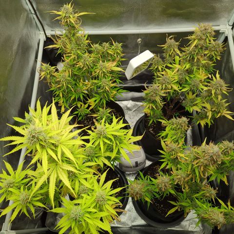 Corkscrew growlog timeline photo