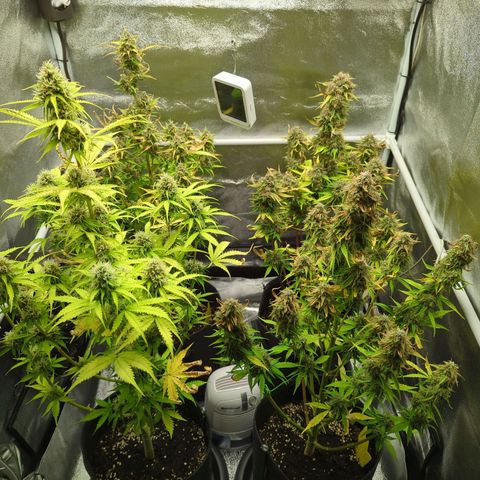 Corkscrew growlog timeline photo