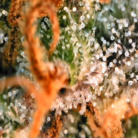 Corkscrew growlog timeline photo