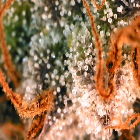 Corkscrew growlog timeline photo