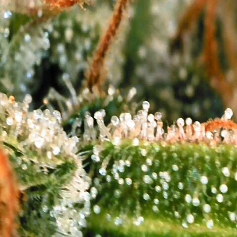 Corkscrew growlog timeline photo