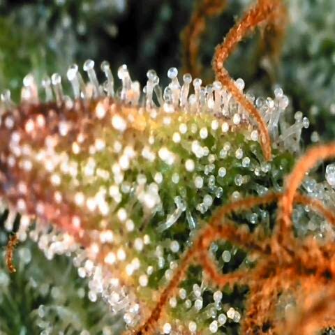 Corkscrew growlog timeline photo