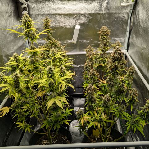 Corkscrew growlog timeline photo