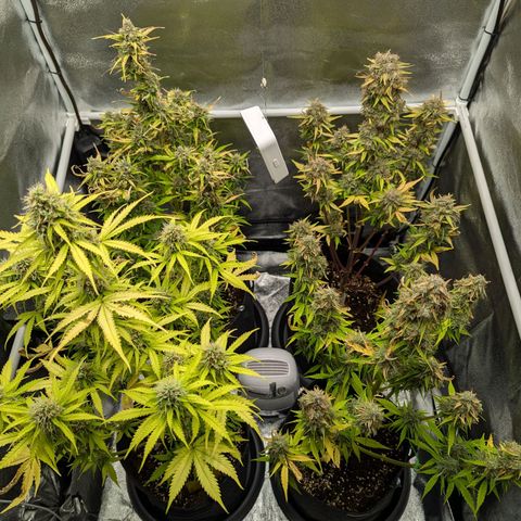 Corkscrew growlog timeline photo
