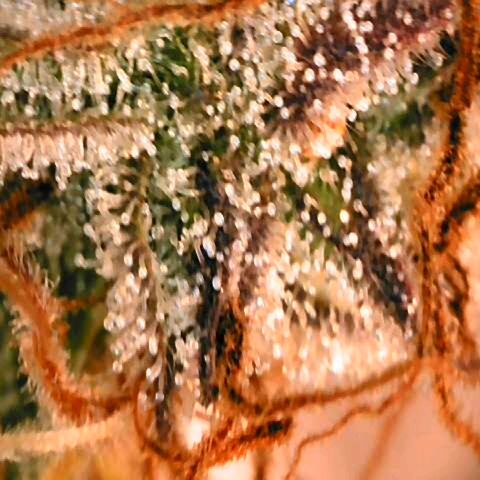 Corkscrew growlog timeline photo
