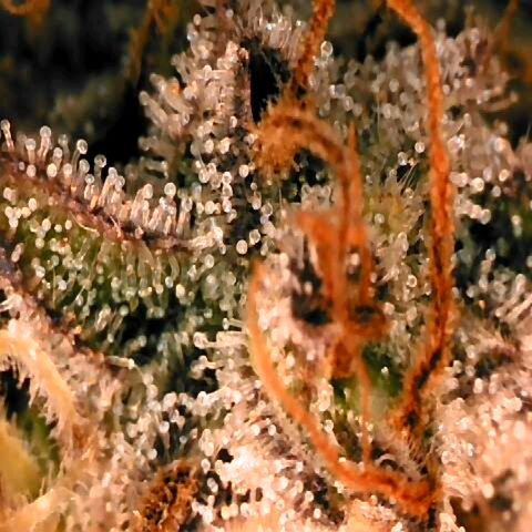 Corkscrew growlog timeline photo