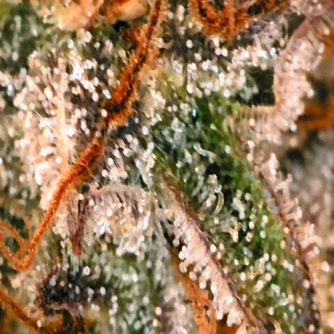 Corkscrew growlog timeline photo