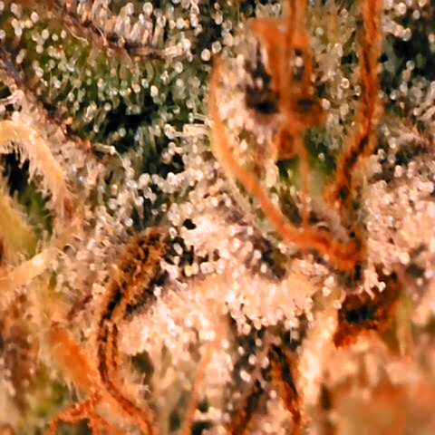 Corkscrew growlog timeline photo