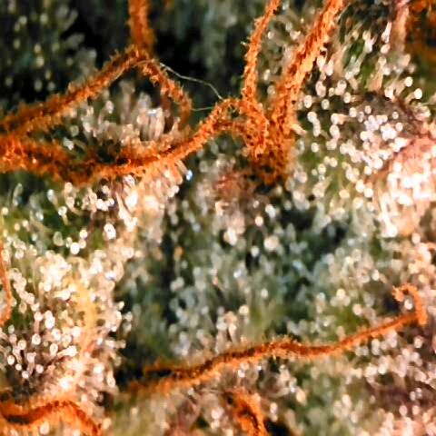Corkscrew growlog timeline photo