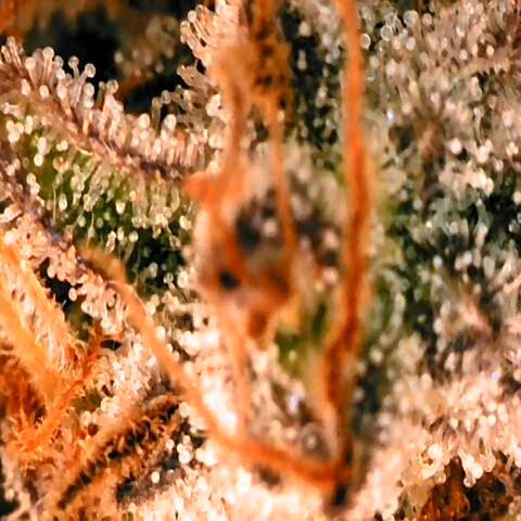 Corkscrew growlog timeline photo