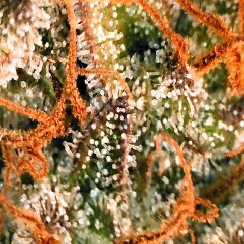 Corkscrew growlog timeline photo